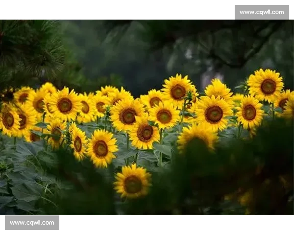 安东尼致母亲：热烈的爱，沉默的奉献