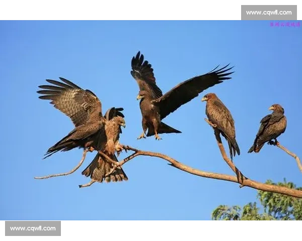 摩洛哥奇迹还在继续！非洲雄鹰能否一黑到底